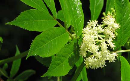 Sambucus-racemosa-1