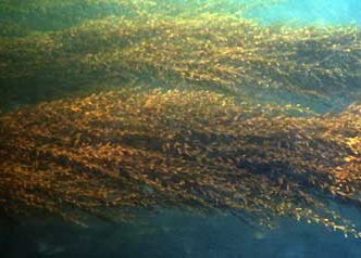 Sargassum1