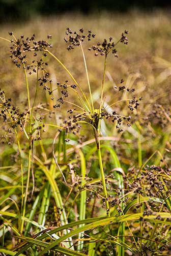 Scirpus-microcarpus