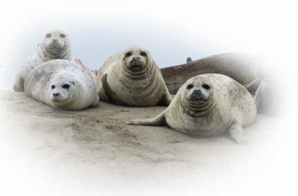 Seals-for-banner1