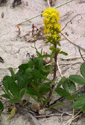 Solidago-simplex-1