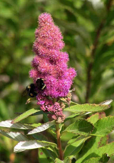 Spiraea-douglasii-1