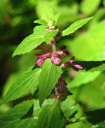 Stachys-mexicana-1