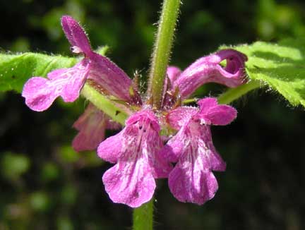 Stachys-mexicana-2