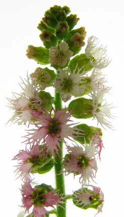 Tellima-grandiflora-2