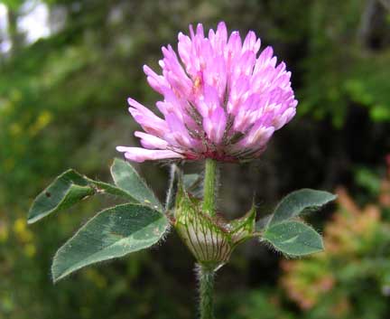 Trifolium-pratense-1