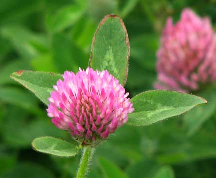 Trifolium-pratense-2