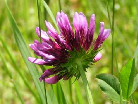 Trifolium-wormskjoldii-2