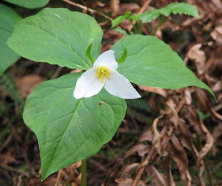 Trillium-ovatum-1