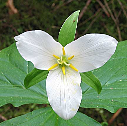 Trillium-ovatum-2