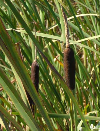 Typha-latifolia-1