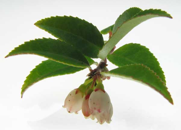 Vaccinium-ovatum-1