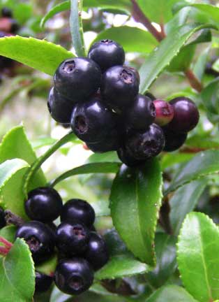 Vaccinium-ovatum-2