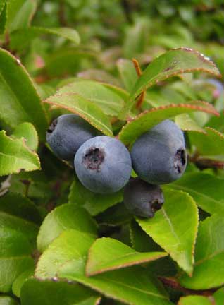 Vaccinium-ovatum-3