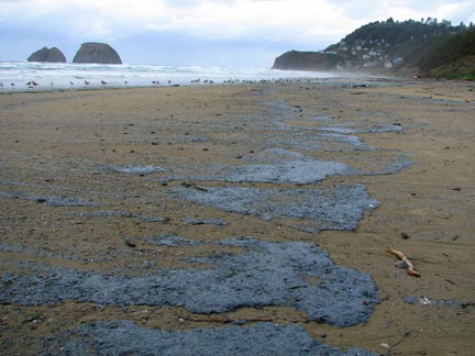 Velella