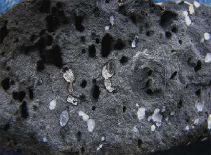 Vesicular-basalt-2 Vesicular-basalt-2