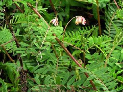 Vicia-nigricans-1