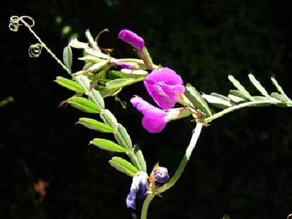 Vicia-sativa-1