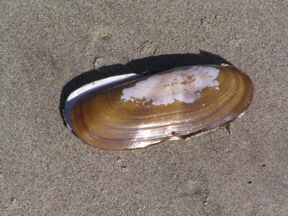 a_Pacific-Razor-Clam