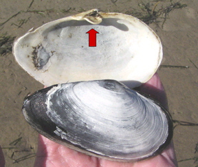 a_Softshell-Clam