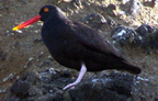 oystercatcher-sm