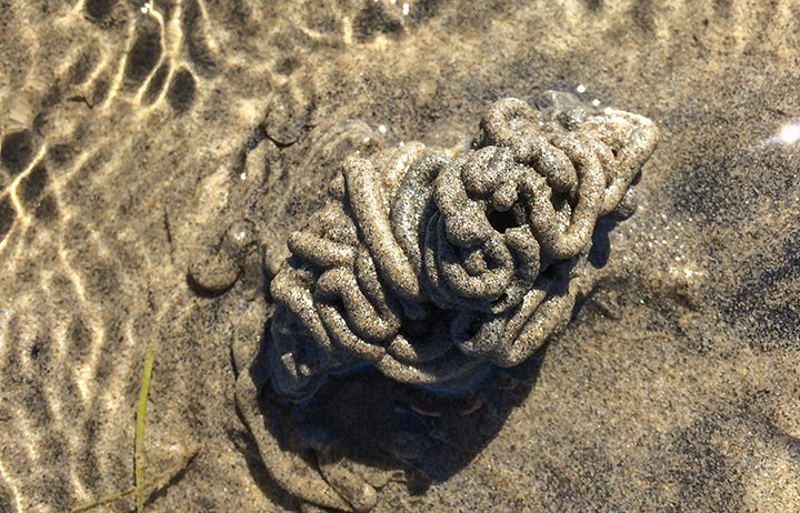 Friends of Netarts Bay Watershed, Estuary, Beach, and Sea - WEBS