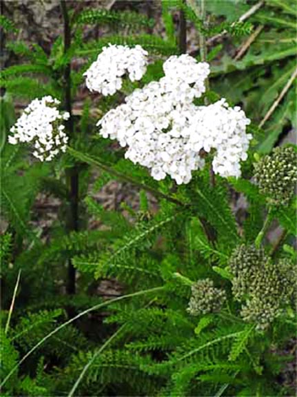 Netarts Bay Today - Whitish Flowers