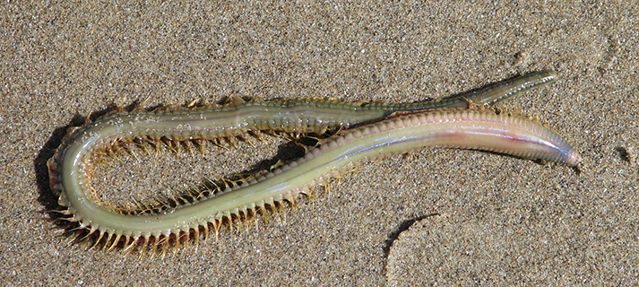 Friends of Netarts Bay Watershed, Estuary, Beach, and Sea - WEBS