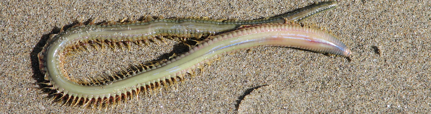 Friends of Netarts Bay Watershed, Estuary, Beach, and Sea - WEBS