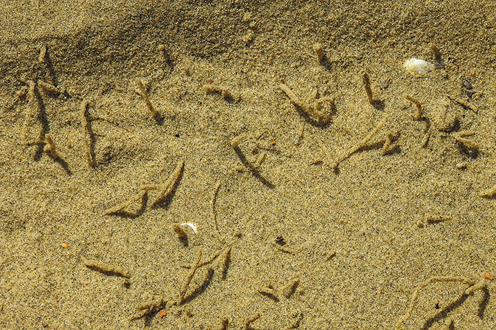 Friends of Netarts Bay Watershed, Estuary, Beach, and Sea - WEBS