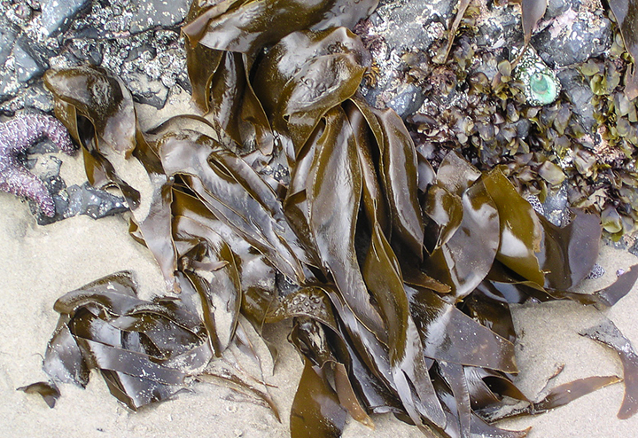 Brown Seaweeds Could be Used to Make Bioethanol — Monterey Bay